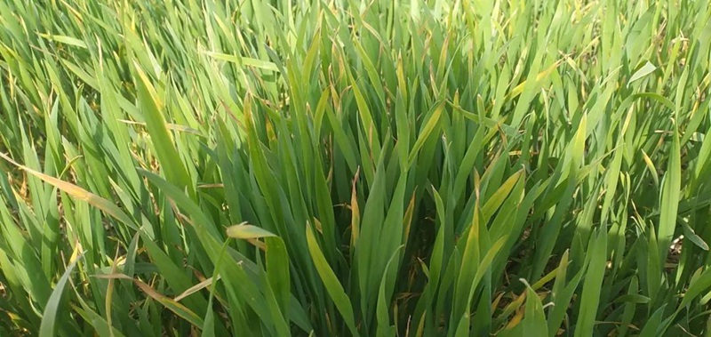 警惕！小麥細菌性條斑?。?圖1)