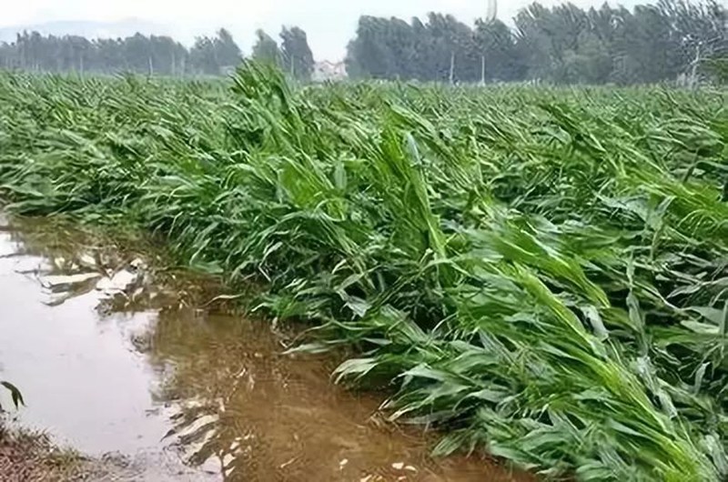 暴雨過后，玉米急需這樣補(bǔ)救！(圖1)