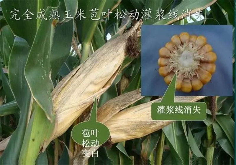 今年小麥要晚種，玉米要晚收！(圖1)